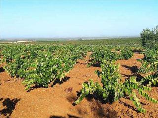 Finca rústica a Santa Marta. Almendralejo (badajoz). paraje valdesierpe (valdelahino).