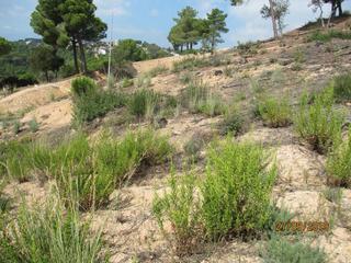 Terrain résidentiel  Avinguda sant daniel. Tordera (barcelona). urbanización "san daniel".