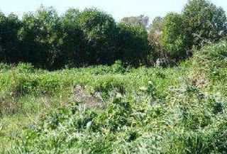 Landgut  Avenida de atalaya. Sanlúcar de barrameda (cádiz). paraje "pago atalaya". polígono 9