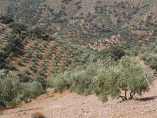 Fondo rustico in Montoro. Montoro (córdoba). paraje "la nava".