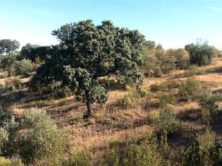 Finca rústica  N/a. Alcazarejos (córdoba).