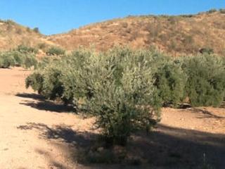 Rural plot  N/a. Priego de córdoba (córdoba). paraje "valdihuelos y cahicena".