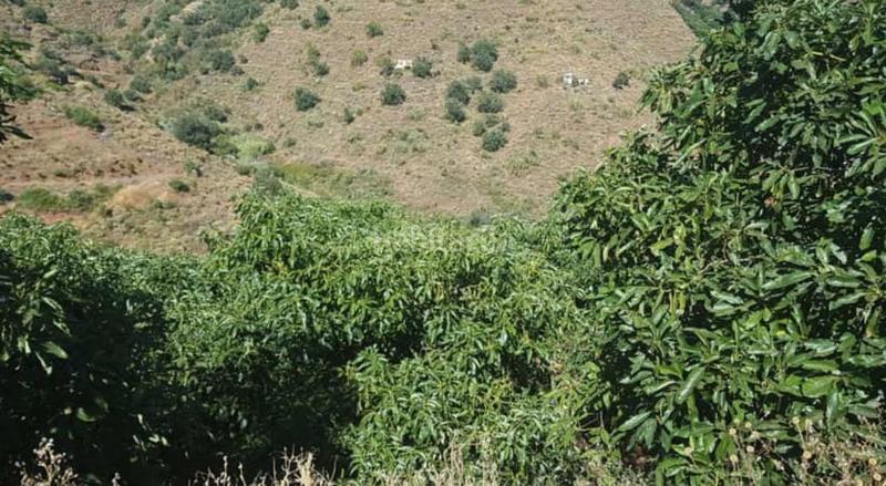 Foto 325311a1-fc0c-40e5-becc-3d9dacee55de. Finca rústica a Sayalonga