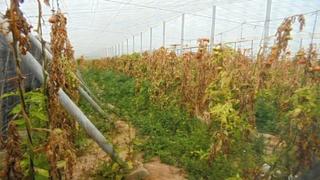 Finca rústica en Las Negras. Níjar (almería). "okupado" (no se puede visitar ni hipotecar).