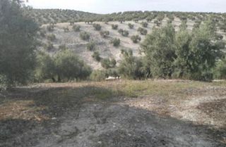 Fondo rustico in Fuerte del Rey. Torredelcampo (jaén). paraje hoyuela (polígono 18).