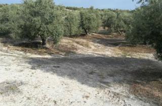 Finca rústica en Torre del Campo. Torredelcampo (jaén). paraje hoyuela (polígono 18).