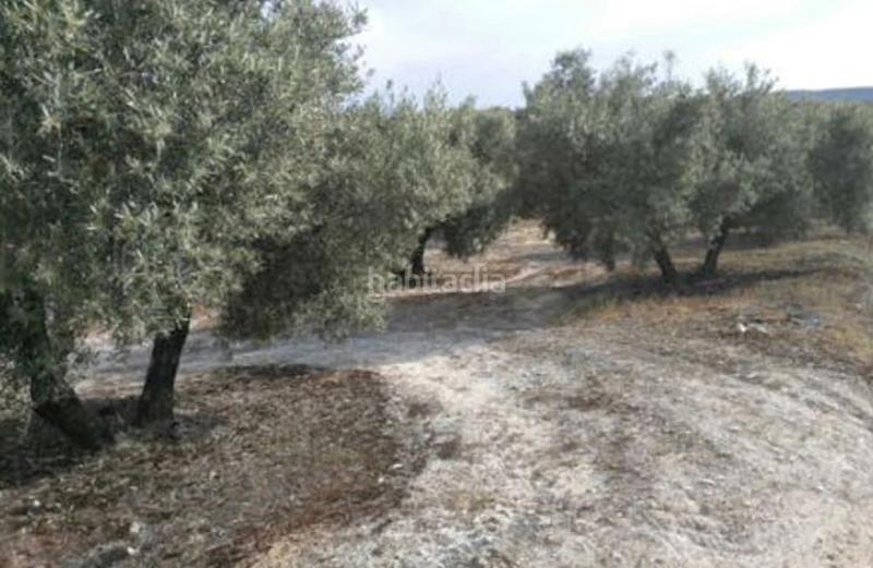 Foto e46d948e-dc62-4108-9b3d-a71663791a1d. Finca rústica torredelcampo (jaén). paraje hoyuela (polígono 18). en Torre del Campo