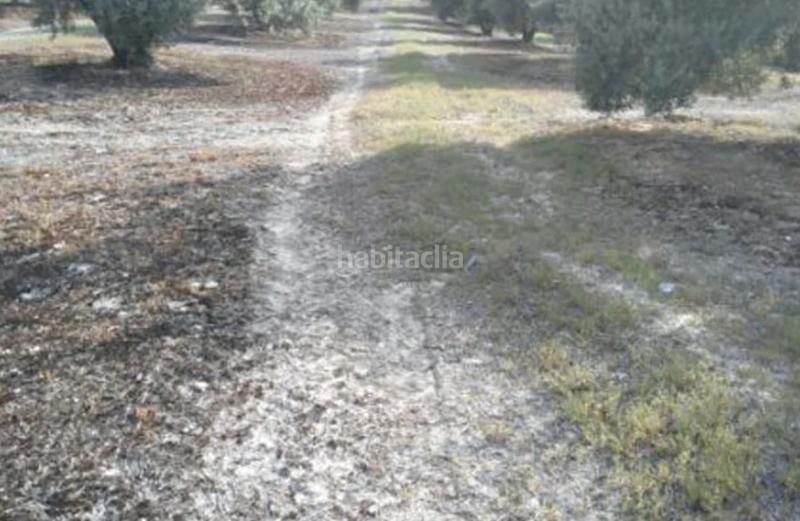 Foto facddc37-992c-424d-b4f8-054d5cb00e01. Finca rústica torredelcampo (jaén). paraje hoyuela (polígono 18). en Torre del Campo