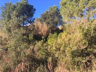 Terreny residencial  Carrer lliris. Riudarenes (gerona). c/ liris, 16 (can fornaca).
