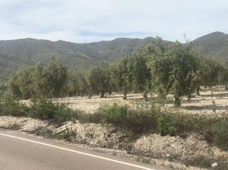 Finca rústica  Calle del pocico. Uleila del campo (almería). polígono 6.