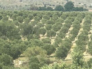 Finca rústica  Calle del pocico. Uleila del campo (almería). polígono 6.
