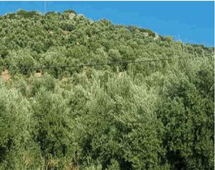 Finca rústica en Navas de San Juan. Navas de san juan (jaén). lote formado por tres fincas rústicas