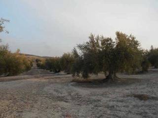 Finca rústica en Martos. Martos (jaén). paraje "matagallanes". terreno rústico