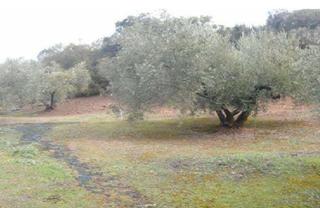 Propriété à Martos. Martos (jaén). paraje "cabreriza". terreno rústico