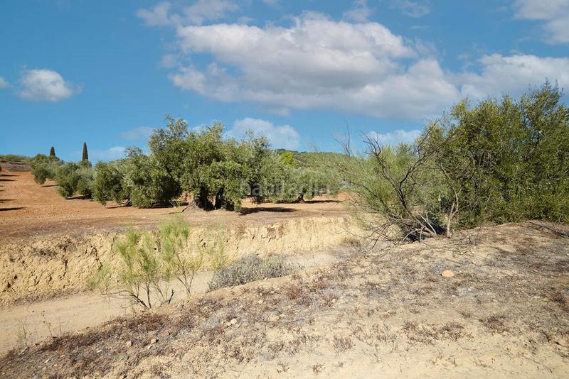 Foto d364e285-bbde-4aab-b8a3-d97281526186. Finca rústica a Bailén