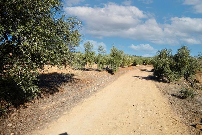 Foto ed347259-9862-45c2-8e74-7ad0c50ad865. Finca rústica a Bailén
