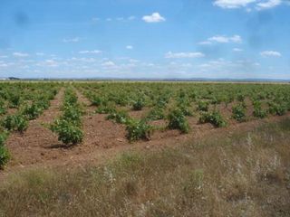 Fondo rustico in Socuéllamos. Socuéllamos (ciudad real). paraje "arreburra".
