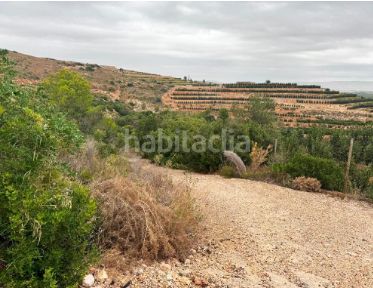 Foto 44f4f8a4-1c00-40cf-a876-b8b65e01231e. Finca rústica a Carlet