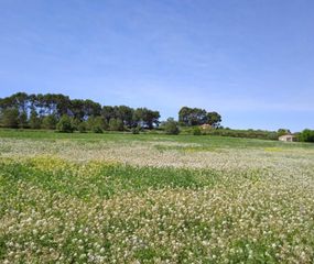Finca rústica a Agullent. Cm