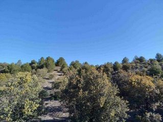 Finca rústica a Los Europeos. Vélez-rubio ( almería ) paraje campillo