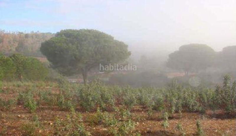 Foto 86649937-e7c7-4134-8002-912e62e90da0. Finca rústica a Palma del Condado (La)