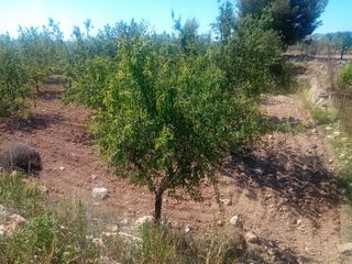 Finca rústica  Pasaje los segados 13. Venta de terreno en pozo de los palos