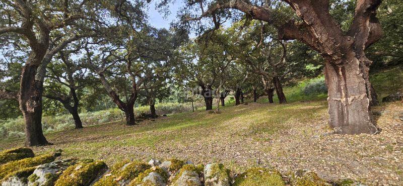 Foto 0853fc4d-cda3-44e7-a36e-6c1eb444e6c4. Finca rústica a Perales del Puerto