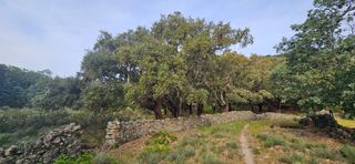 Rural plot  N/a. Finca alcornocal sierra de gata