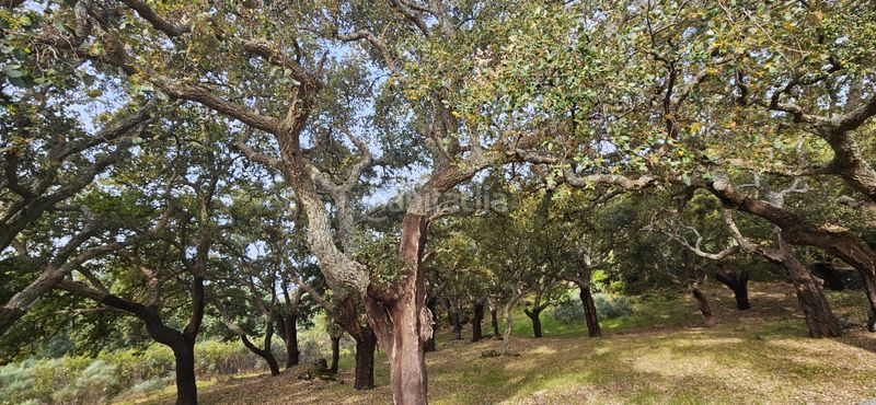 Foto d6b59593-b354-4987-ae5d-d541bfeb9ec9. Finca rústica a Perales del Puerto