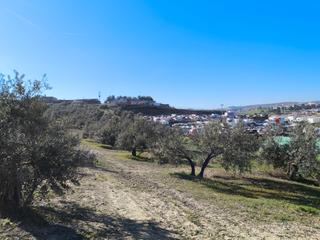 Finca rústica a Carretera bailén motril 102. Se vende olivar en zona las malvinas, frente a gasolinera arenas