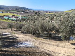 Finca rústica a Mengíbar. Venta de olivar con riego independiente