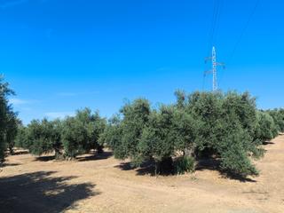Finca rústica a Calle murillo 11. Finca de olivares centenarios de riego