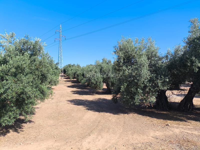 Foto a9159747-463e-4f6d-afcd-478747d9f276. Finca rústica a calle murillo 11 a Mengíbar