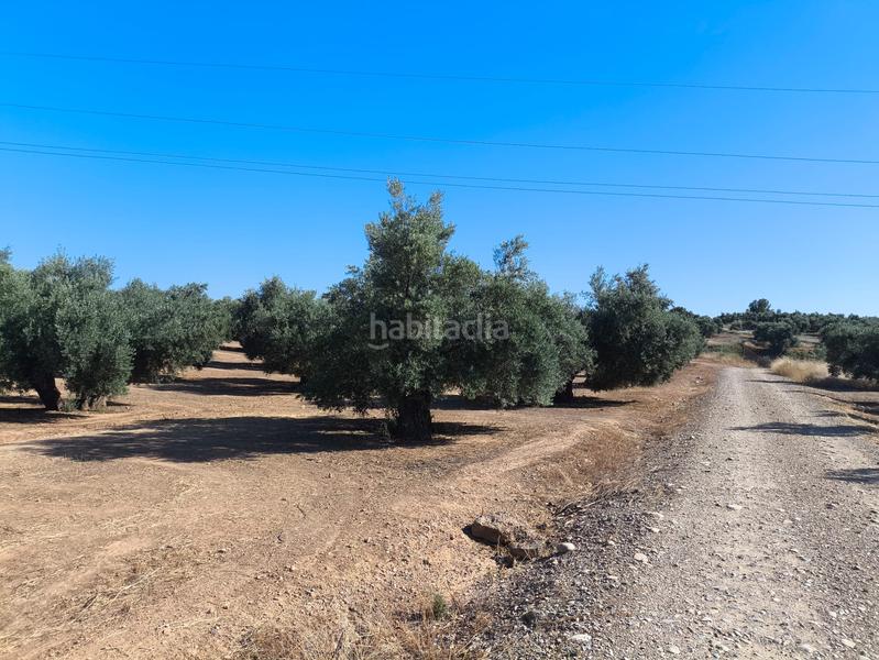 Foto bbc38f21-ce67-4628-b8ac-30d8f4d1919a. Finca rústica a calle murillo 11 a Mengíbar