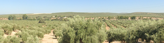 Finca rústica a N/a. Se vende finca de olivar