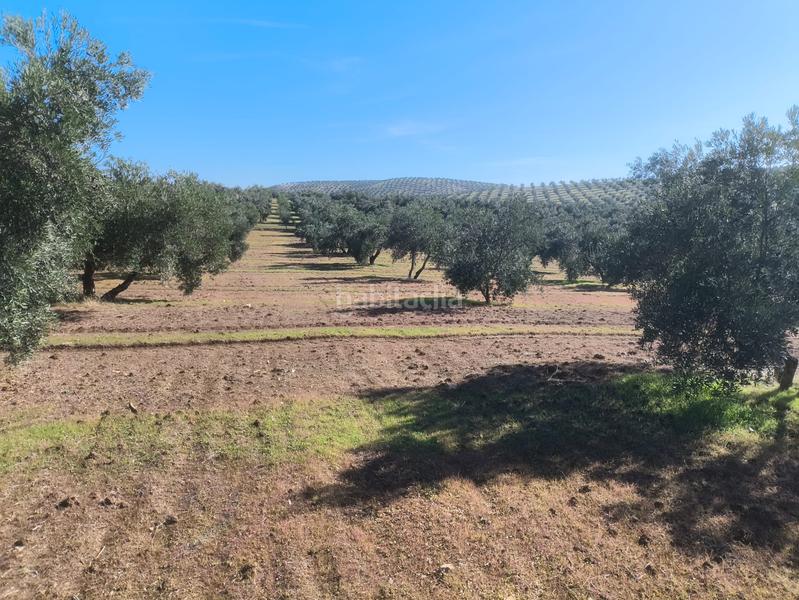 Foto bd461cae-a9e1-4ea5-a567-25718b4ccbea. Landgut in n/a in Villanueva de la Reina