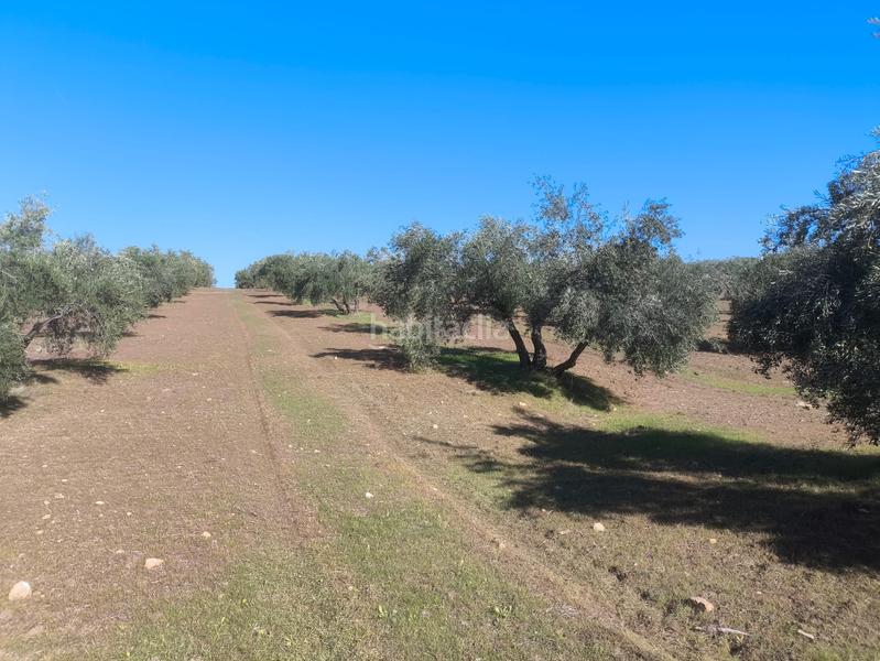 Foto e017723e-012e-420d-85df-c8b1bd5d26cd. Landgut in n/a in Villanueva de la Reina