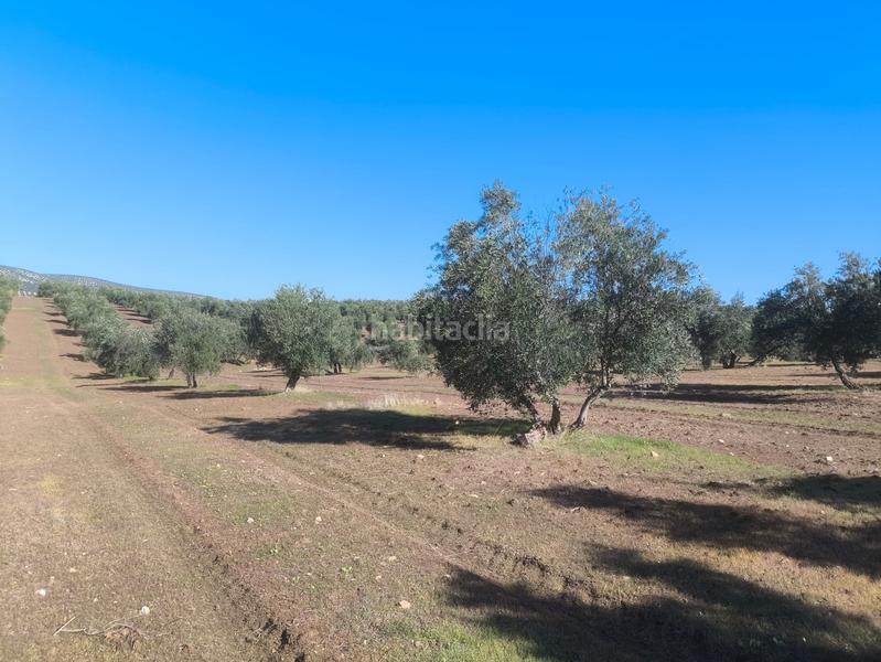 Foto 8573ae54-5a85-4f1e-9f00-005aeb3c212a. Finca rústica en n/a en Villanueva de la Reina