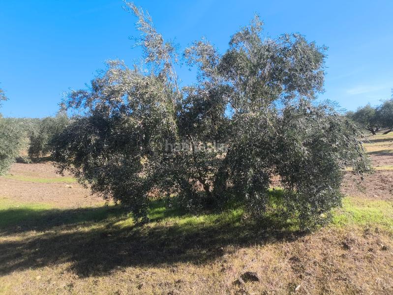 Foto c64a8415-e447-4607-9531-5897ad6afd05. Finca rústica en n/a en Villanueva de la Reina