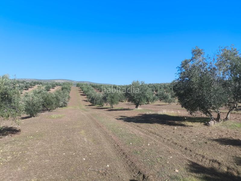 Foto e8f40107-92d0-43fe-8de1-73d7bc41542b. Finca rústica en n/a en Villanueva de la Reina