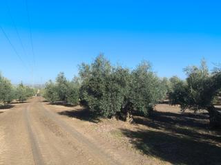 Finca rústica a Calle altas del sur 4
