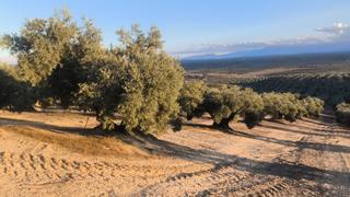 Finca rústica a Jabalquinto. Bonita finca de olivar de riego con pozo propio
