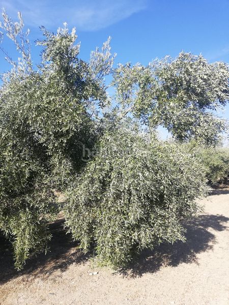 Foto 82751d53-9536-4f8b-8e3e-84edaa317c9d. Propriété dans Mengíbar