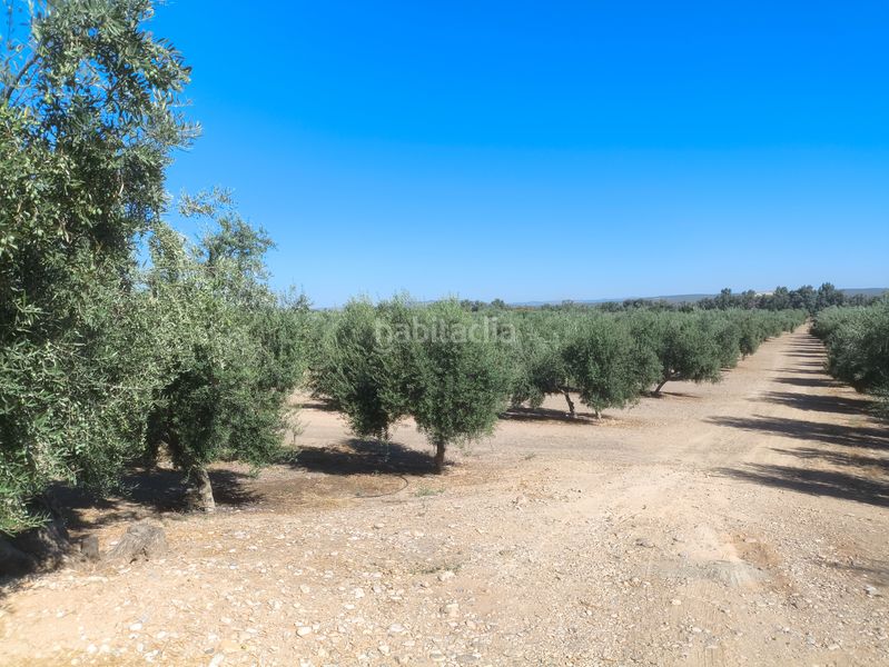 Foto 56c8e0cd-ffba-4a71-83b9-fb1a9a042904. Rural plot in Mengíbar