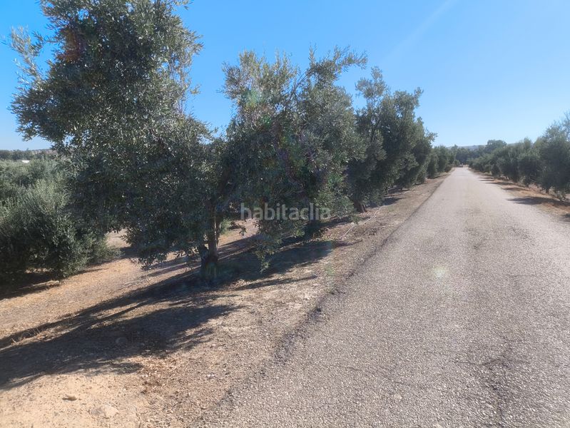 Foto c2e0a93f-2802-4048-bcce-3cc37c96edc4. Rural plot in Mengíbar