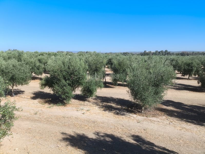 Foto c6162d77-f66c-4163-8428-c9bbb2871e15. Rural plot in Mengíbar