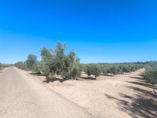 Fondo rustico in Mengíbar