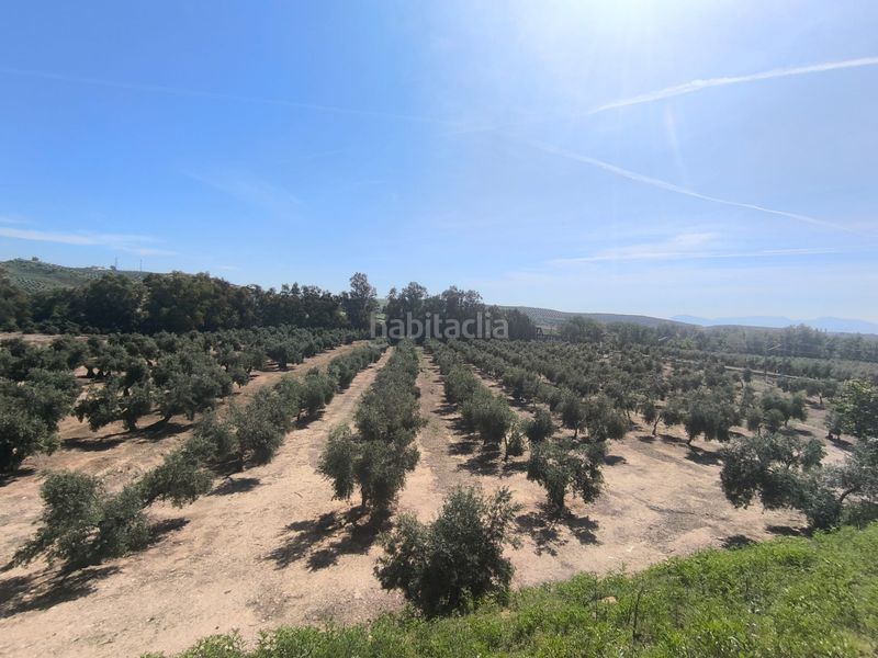 Foto d1ba2fad-033e-4d21-9f51-76a1842bc937. Finca rústica a Mengíbar