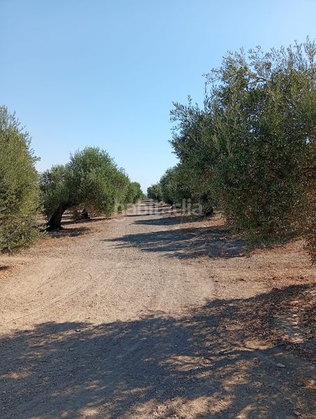 Foto 44bb165e-0d7c-4fe3-a74c-e697f2c1738c. Propriété dans a-6076 2 dans Mengíbar