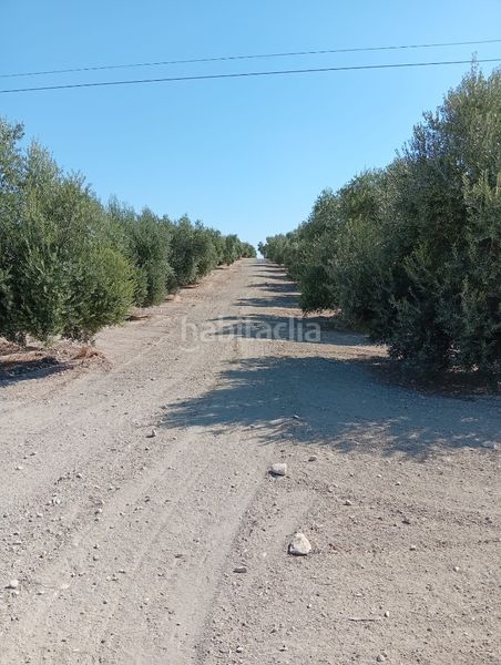 Foto d4cd7952-5ca4-47af-9694-2ba6ba30e930. Propriété dans a-6076 2 dans Mengíbar